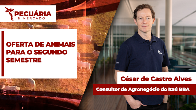 Regulação na oferta de animais só deve acontecer a partir de outubro, enquanto isso, arroba do boi vai seguir pressionada pela menor demanda da China