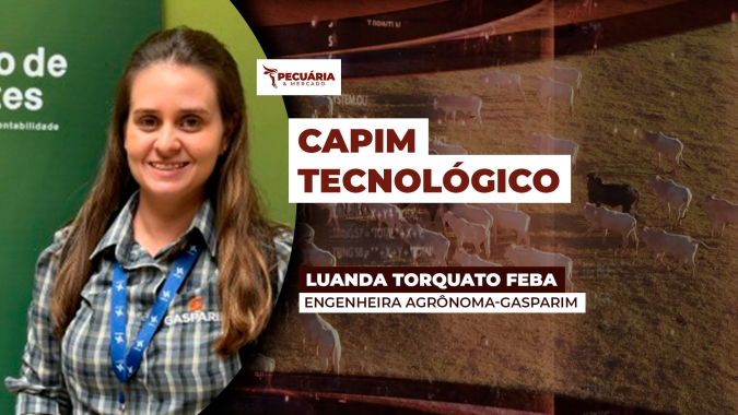O cuidado da pastagem como cultura começa na escolha do cultivar ideal