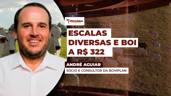 Indústrias frigoríficas teriam fôlego para pagar até R$ 365/@ ao boi China, aponta Boviplan