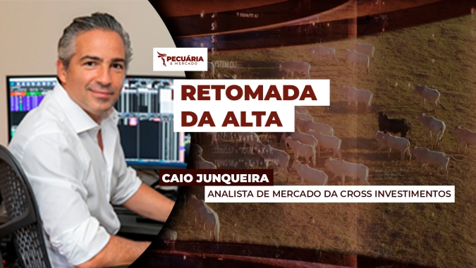 Boi gordo em SP está pronto para retomar movimento de alta