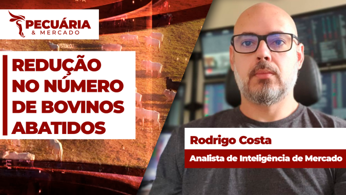 Mês de julho deve se encerrar com redução significativa no número de bovinos abatidos