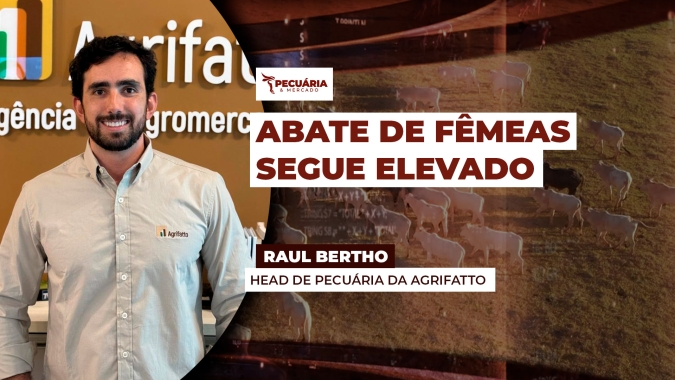 Participação de fêmeas segue elevada nos abates enquanto queda nos machos reduz peso médio das carcaças