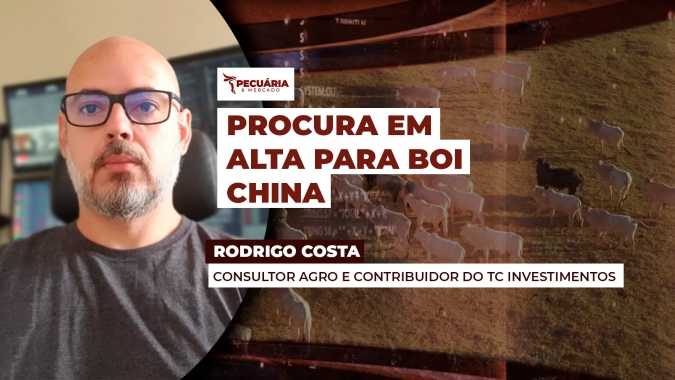 Procura pelo boi China aumenta e confirma aquecimento da demanda externa