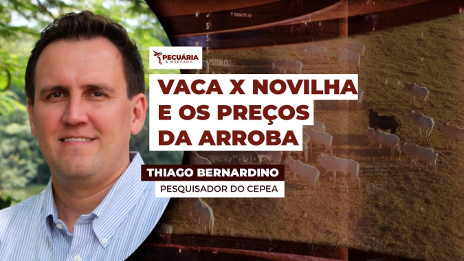Levantamento do Cepea mostra arroba da vaca perdendo força e se descolando das novilhas no primeiro bimestre