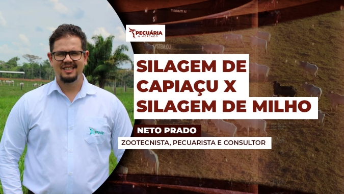 Como definir a silagem ideal para seu rebanho e quando optar  por energia ou proteína