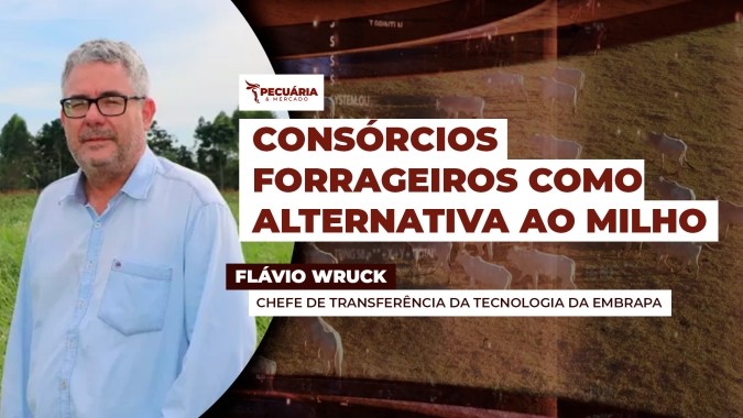 Consórcios forrageiros como alternativa ao milho