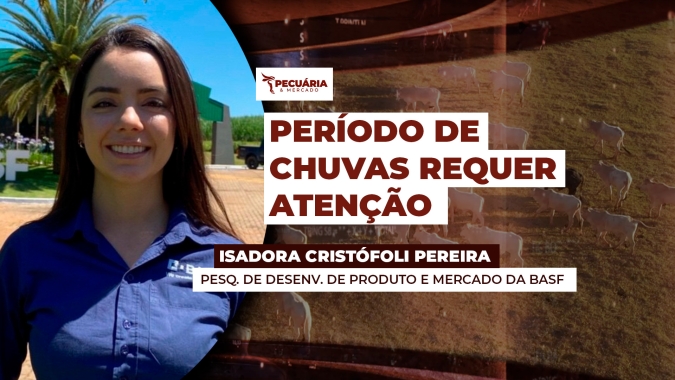 Período de chuvas requer atenção para controle do capim-navalha e da cigarrinha-das-pastagens