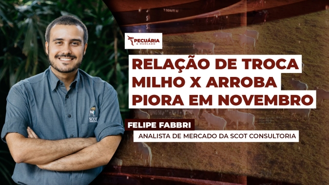 Piora relação de troca milho X arroba, mas novembro ainda encerra com o melhor patamar dos últimos 5 anos