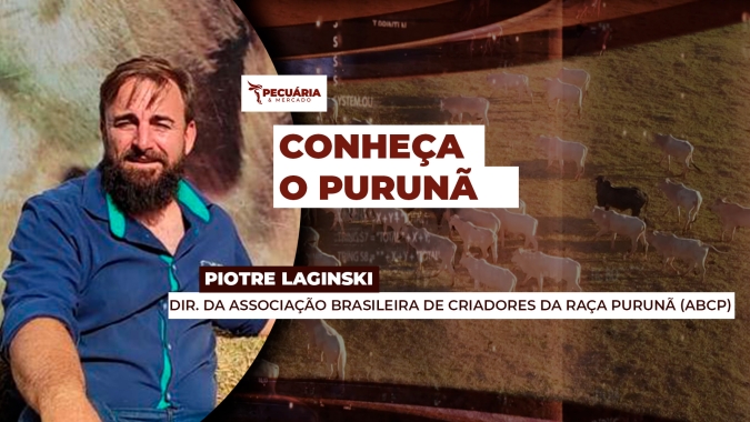 PURUNÃ  é uma raça composta, desenvolvida no Paraná e que começa a ganhar o Brasil