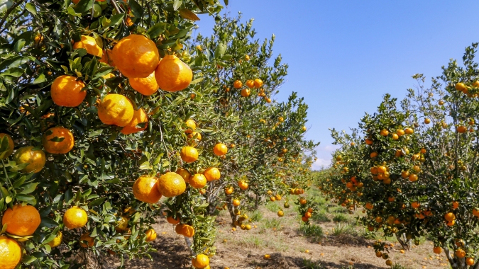 Governo de SP lança linha de crédito de R$ 10 milhões para a fruticultura paulista