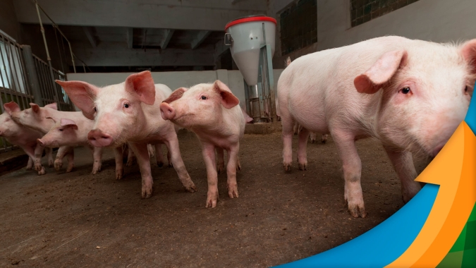 Animais podem  morrer com agravamento da seca e altas temperaturas no Sul nos próximos 15 a 20 dias, diz especialista