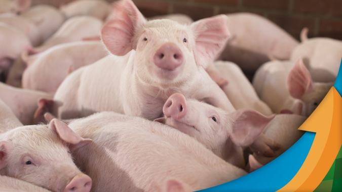 Com capacidade de produzir 2,8 milhões de m³ de biogás por dia, potencial de produção de energia limpa na suinocultura brasileira foi apresentado na COP27