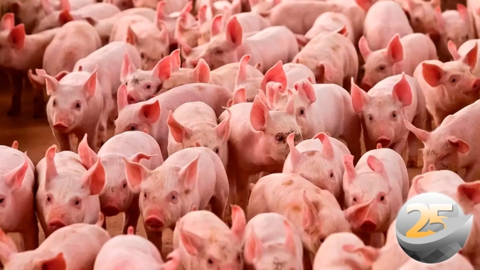 Apesar de previsão de queda de 36% nas importações de carne suína pela China, 2º semestre deve haver necessidade de compras externas