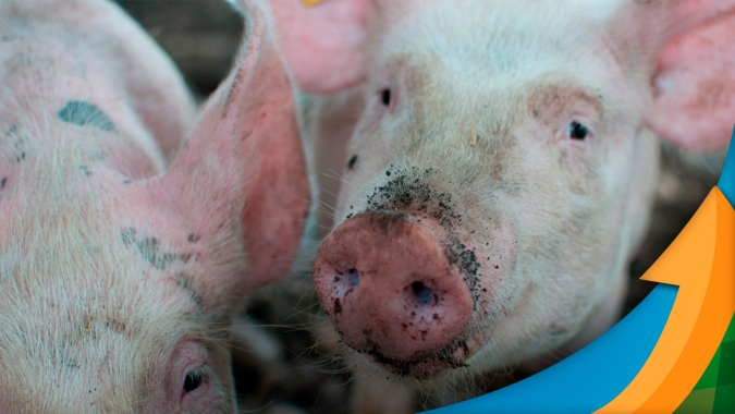 Suinocultura paranaense: preços do animal caem com frigoríficos com estoques cheios, sem conseguir repassar produtos