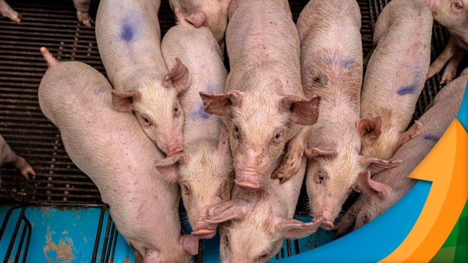 Alta nos preços no mercado de suínos com menor oferta de animais e exportações puxando a demanda