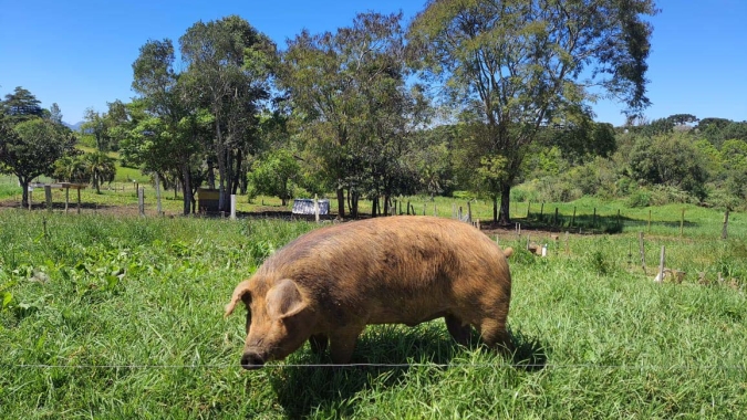Porco Moura: como o Paraná salvou a raça de carne sinônimo de maciez e suculência