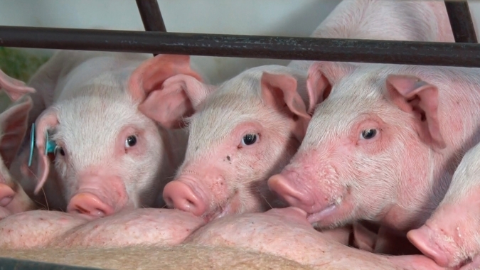 Pesquisas em nutrição animal como ferramenta para o desenvolvimento de novas formulações e manejos