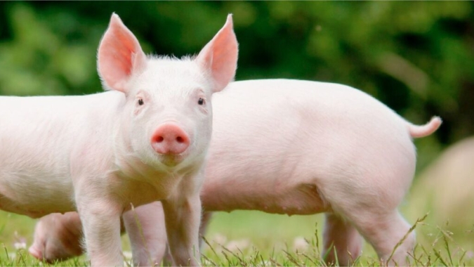 Cidade catarinense tem 75 porcos por habitante e vira símbolo da força do agro