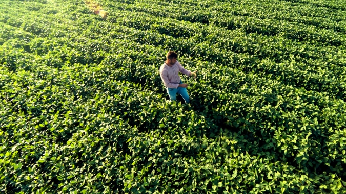 Conheça PLINAZOLIN® technology: molécula da Syngenta que irá transformar o manejo de pragas no Brasil