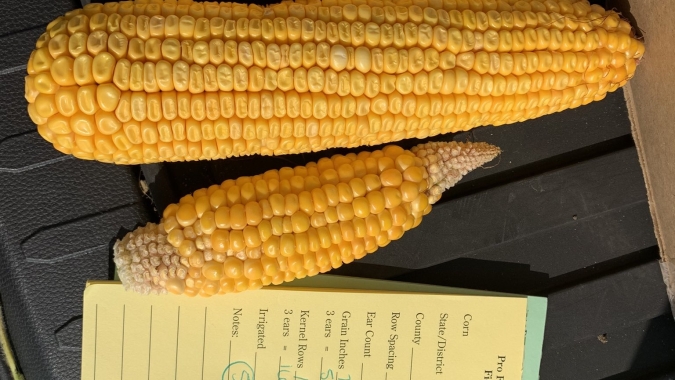 EUA 2021/22: Pro Farmer Crop Tour visita Indiana e Nebraska; Ohio e Dakota do Sul têm números fechados