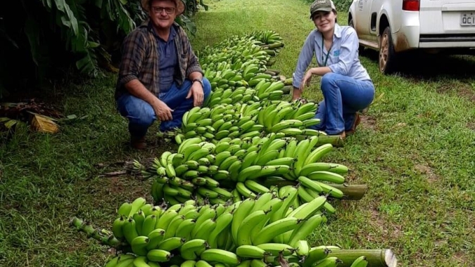 Pesquisa da Empaer desenvolve variedade de banana voltada à agricultura familiar