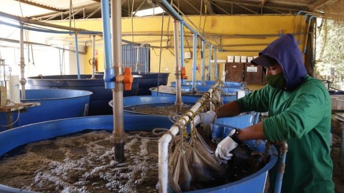 Sindiveg comemora aprovação de projeto no Senado que regulamenta os bioinsumos no Brasil