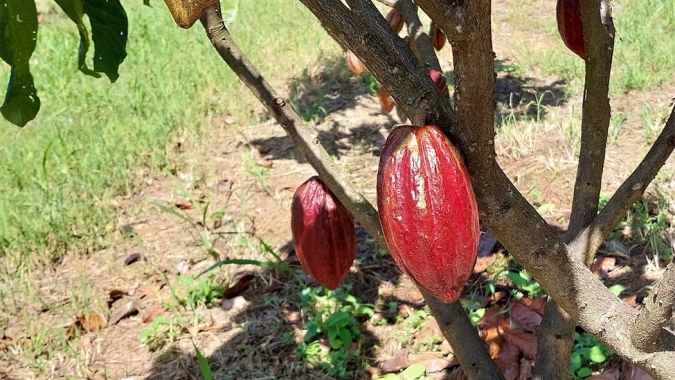Manual de implementação lançado por Imaflora e CocoaAction Brasil possibilita melhorias na produção de cacau