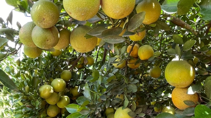 Agrodefesa realiza levantamento fitossanitário anual de Cancro Cítrico e HLB em pomares e viveiros comerciais de Goiás