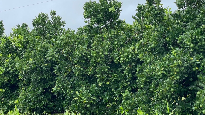 Greening ainda é a doença cítrica mais destrutiva do Brasil