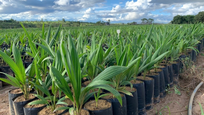 Acelen inicia protocolo inédito de produção de macaúba para projeto de combustíveis renováveis