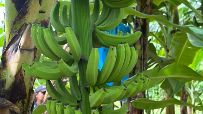 Banana sob pivô central atinge 32 t/ha no Oeste baiano e supera médias estadual e nacional