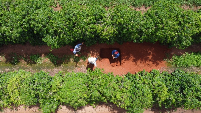 "Projeto Carbono" entra na fase final e dados podem ser link para produtor de café aproveitar novo mercado
