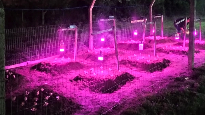 Projeto da UFSM apresenta resultados positivos do uso de iluminação artificial no cultivo de hortaliças