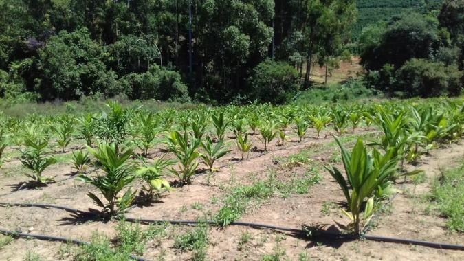 Com o palmito pupunha, SP chega a 9 IGS do agro e totaliza 12 Indicações Geográficas no estado