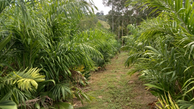 Produtor do Sul de Minas investe no palmito pupunha como alternativa de renda na região