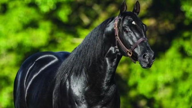 Haras Frange retorna ao premiado Hotel Palácio Tangará para a 5ª edição de um dos maiores leilões da raça Quarto de Milha do Brasil