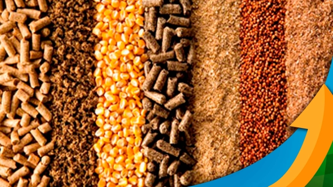 Produção de rações cresce menos do que o esperado pelo setor; proteínas animais mais exportadas tiveram melhor demanda por nutrição