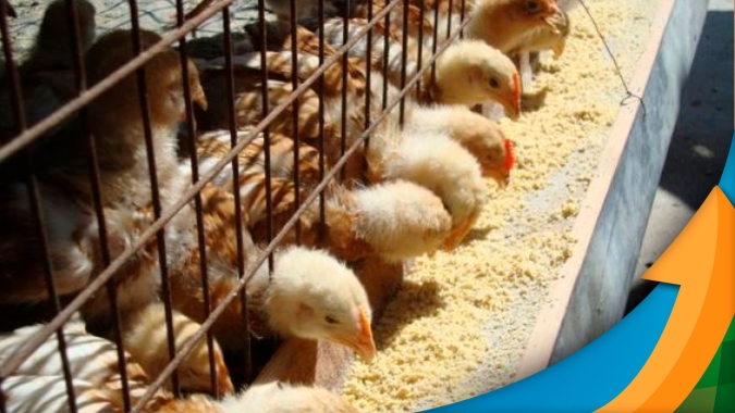 Perda de qualidade do milho safrinha do Paraná vai exigir suplementação na ração dos animais
