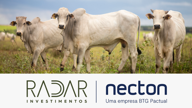 Radar Investimentos: arroba do boi gordo continua pressionada em várias praças pecuárias do País