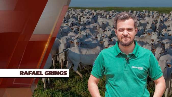 Boi: atenção para uma maior oferta de segundo giro no confinamento e até uma possível pressão nos preços ao longo de outubro