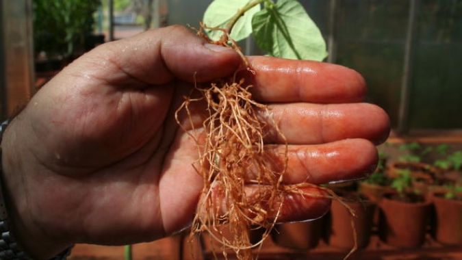Pesquisador do Instituto Biológico participa da descoberta de novo gênero de nematoide no Brasil