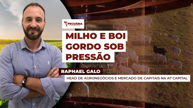 Pressão sobre os preços do milho foi maior que a do boi gordo e relação de troca melhorou para o pecuarista