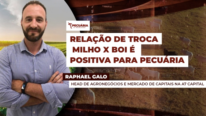 Cotações de Milho X Boi Gordo têm tendência invertida e relação de troca se mostra favorável para os próximos meses