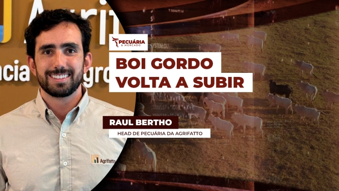 Boi gordo reage e mercado aposta em nova alta no segundo semestre