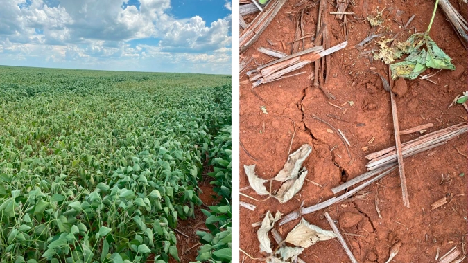 Jataí/GO já perdeu 20% da produtividade da soja e segue acompanhando o clima até a colheita