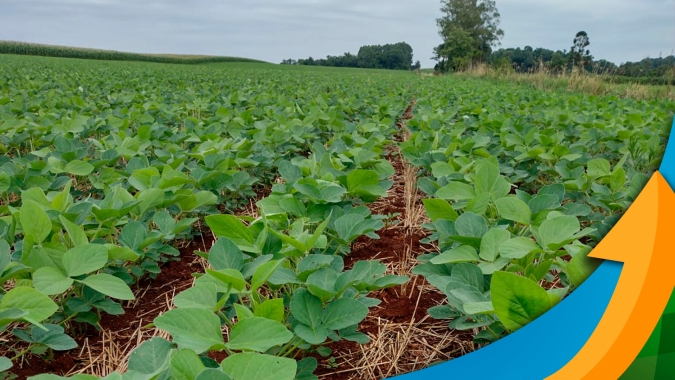 Perto de finalizar o plantio da soja, Ijuí (RS) tem mais de 20 dias de atraso na semeadura devido ao excesso de chuvas