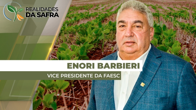 Área de soja plantada em Santa Catarina chega a 70%, com clima colaborando para o desenvolvimento das plantas
