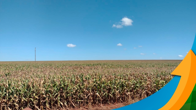 Perto de começar a colheita do milho, Montividiu/GO espera queda de até 35% na produtividade