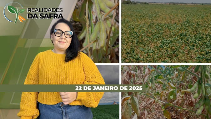 Colheita da soja em Sorriso/MT e Sertanópolis/PR pouco avançam em função do excesso de chuvas; RS ainda sofre com a seca