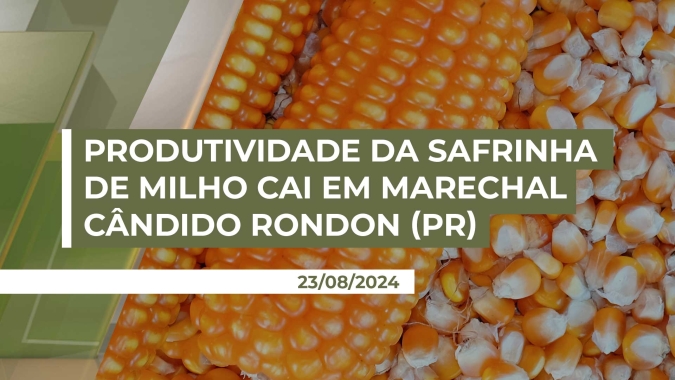 Chuvas irregulares atrapalham a produtividade da segunda safra de milho em Marechal Cândido Rondon (PR)